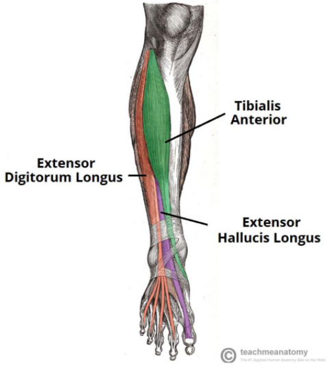 How to Avoid Jump Rope Injuries & Shin Splints