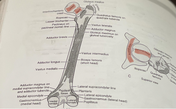 how-much-physiotherapy-do-you-need-after-hip-replacement